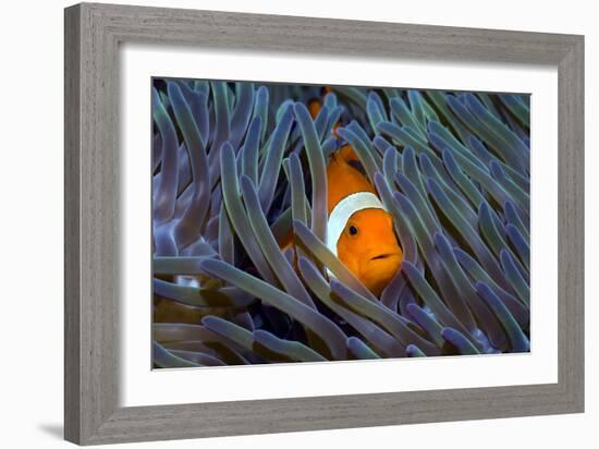 False Clown Anemonefish-Georgette Douwma-Framed Photographic Print