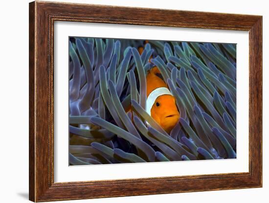 False Clown Anemonefish-Georgette Douwma-Framed Photographic Print