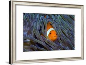 False Clown Anemonefish-Georgette Douwma-Framed Photographic Print