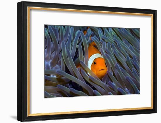 False Clown Anemonefish-Georgette Douwma-Framed Photographic Print