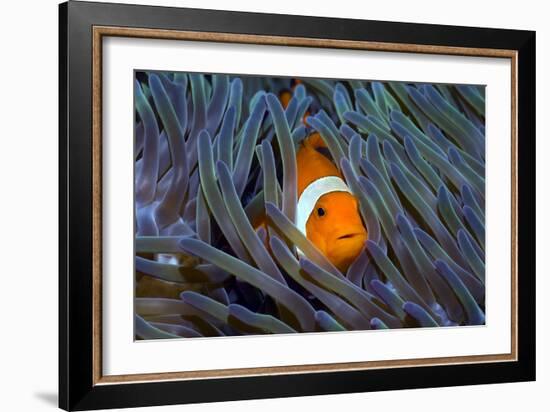 False Clown Anemonefish-Georgette Douwma-Framed Photographic Print