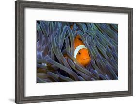 False Clown Anemonefish-Georgette Douwma-Framed Photographic Print