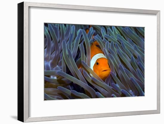 False Clown Anemonefish-Georgette Douwma-Framed Photographic Print