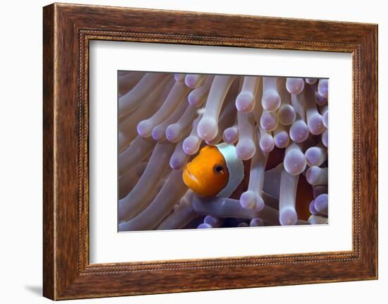 False Clown Anenomefish (Amphiprion Ocellaris) in the Tentacles of its Host Anemone-Louise Murray-Framed Photographic Print