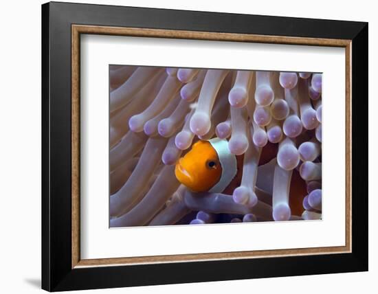 False Clown Anenomefish (Amphiprion Ocellaris) in the Tentacles of its Host Anemone-Louise Murray-Framed Photographic Print