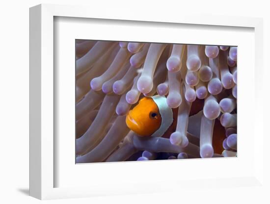 False Clown Anenomefish (Amphiprion Ocellaris) in the Tentacles of its Host Anemone-Louise Murray-Framed Photographic Print