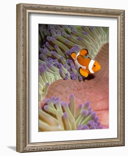 False Clown Anenomefish (Amphiprion Ocellaris) in the Tentacles of its Host Anenome-Louise Murray-Framed Photographic Print