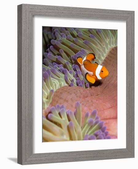 False Clown Anenomefish (Amphiprion Ocellaris) in the Tentacles of its Host Anenome-Louise Murray-Framed Photographic Print