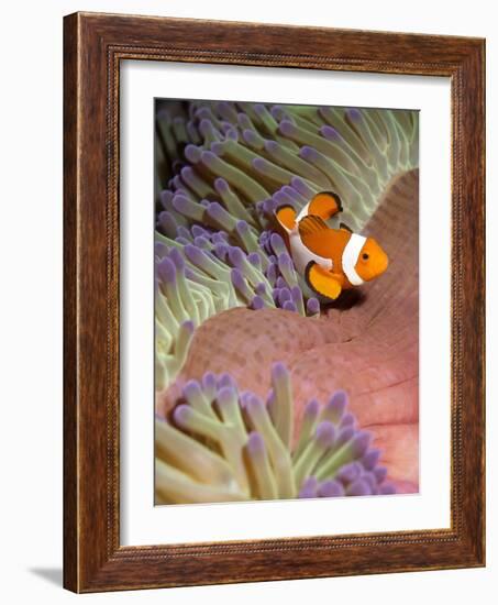 False Clown Anenomefish (Amphiprion Ocellaris) in the Tentacles of its Host Anenome-Louise Murray-Framed Photographic Print