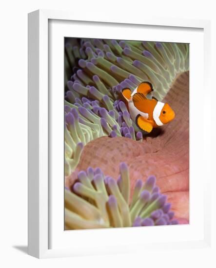 False Clown Anenomefish (Amphiprion Ocellaris) in the Tentacles of its Host Anenome-Louise Murray-Framed Photographic Print