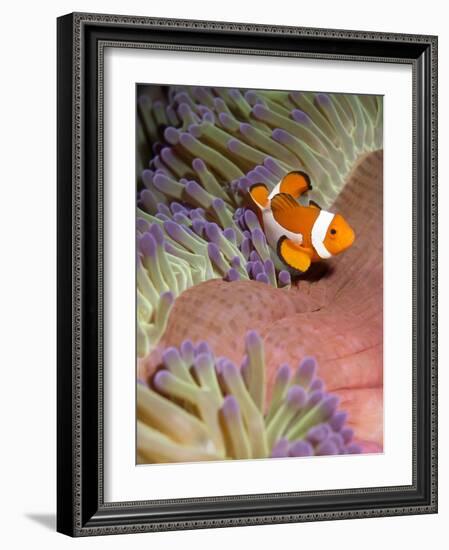 False Clown Anenomefish (Amphiprion Ocellaris) in the Tentacles of its Host Anenome-Louise Murray-Framed Photographic Print