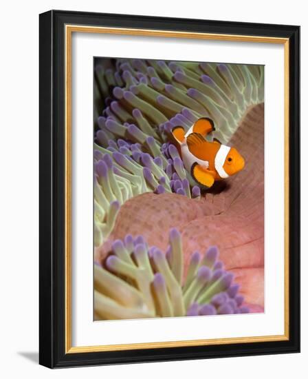 False Clown Anenomefish (Amphiprion Ocellaris) in the Tentacles of its Host Anenome-Louise Murray-Framed Photographic Print