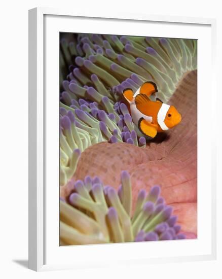 False Clown Anenomefish (Amphiprion Ocellaris) in the Tentacles of its Host Anenome-Louise Murray-Framed Photographic Print