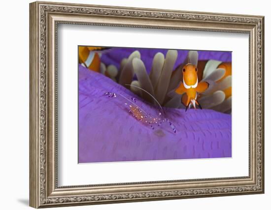 False clownfish and Commensal shrimp in Sea anemone, Central Visayas, Philippines, Pacific Ocean-Franco Banfi-Framed Photographic Print