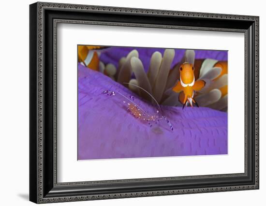 False clownfish and Commensal shrimp in Sea anemone, Central Visayas, Philippines, Pacific Ocean-Franco Banfi-Framed Photographic Print