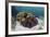 False Clownfish Swim Near their Host Anemone-Stocktrek Images-Framed Photographic Print
