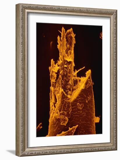 False-col SEM of Beard Hair Cut by Electric Razor-Dr. Jeremy Burgess-Framed Photographic Print