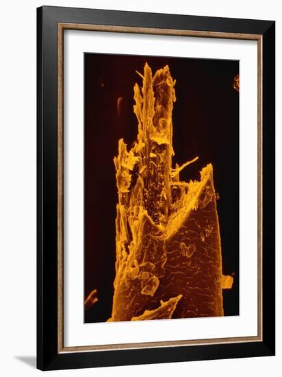 False-col SEM of Beard Hair Cut by Electric Razor-Dr. Jeremy Burgess-Framed Photographic Print