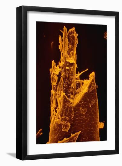 False-col SEM of Beard Hair Cut by Electric Razor-Dr. Jeremy Burgess-Framed Photographic Print