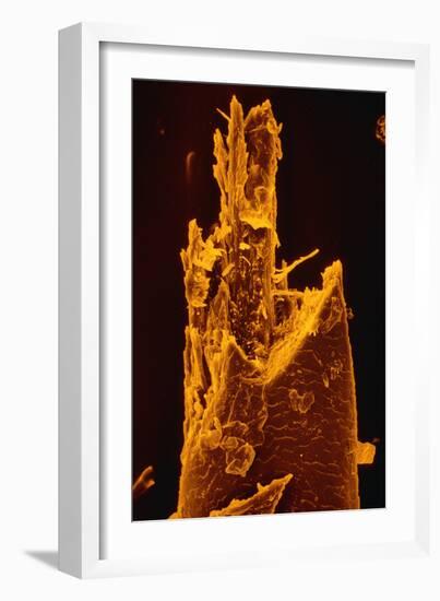 False-col SEM of Beard Hair Cut by Electric Razor-Dr. Jeremy Burgess-Framed Photographic Print