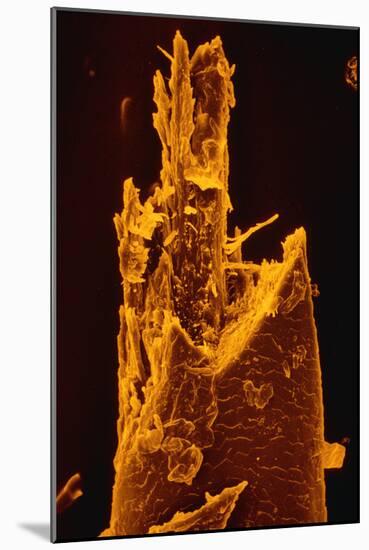 False-col SEM of Beard Hair Cut by Electric Razor-Dr. Jeremy Burgess-Mounted Photographic Print