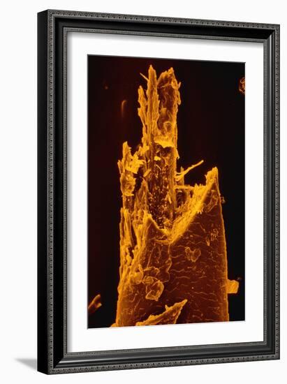 False-col SEM of Beard Hair Cut by Electric Razor-Dr. Jeremy Burgess-Framed Photographic Print