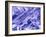 False Col. SEM of Crocidolite Fibres.-Dr. Jeremy Burgess-Framed Photographic Print