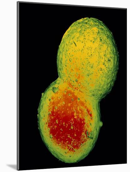 False-colour SEM of 2 Protoplasts Fusing-Dr. Jeremy Burgess-Mounted Photographic Print