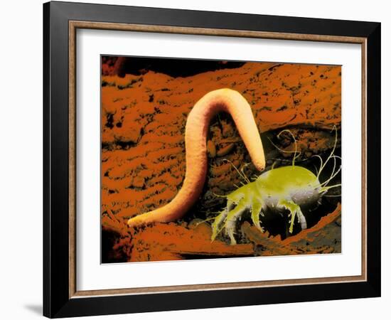 False-colour SEM of a Nematode Worm & Acarus Siro-Dr. Jeremy Burgess-Framed Photographic Print