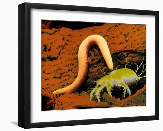 False-colour SEM of a Nematode Worm & Acarus Siro-Dr. Jeremy Burgess-Framed Photographic Print