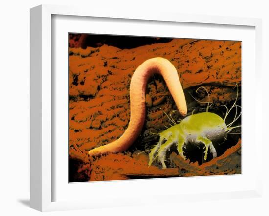 False-colour SEM of a Nematode Worm & Acarus Siro-Dr. Jeremy Burgess-Framed Photographic Print