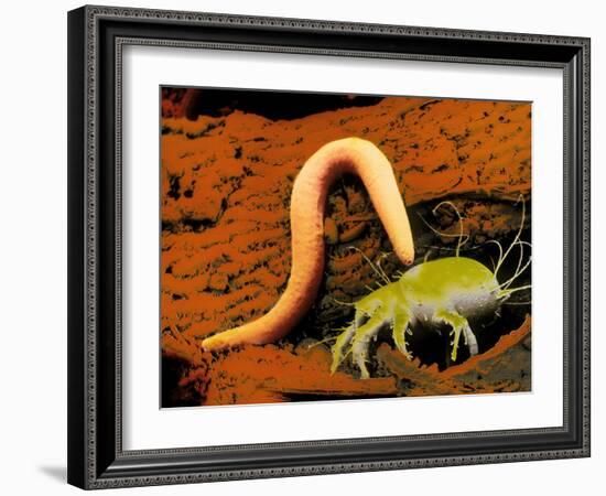 False-colour SEM of a Nematode Worm & Acarus Siro-Dr. Jeremy Burgess-Framed Photographic Print