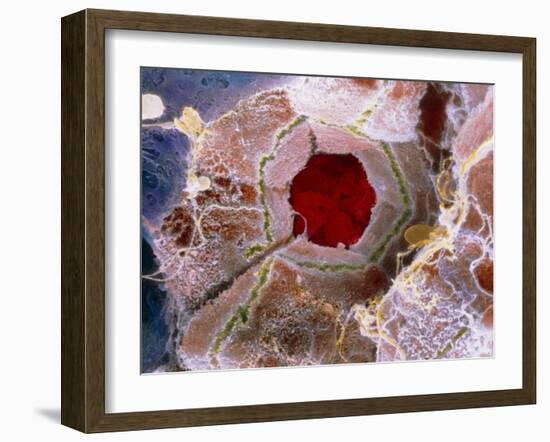 False-colour SEM of Cell Structure of Liver Lobule-P. Motta-Framed Photographic Print