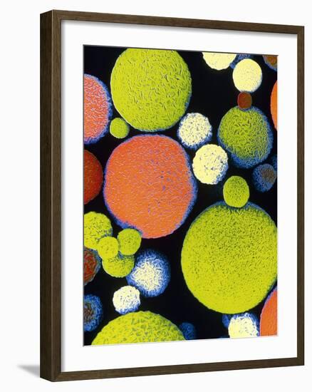 False Colour SEM of Sephadex Beads.-Dr. Jeremy Burgess-Framed Photographic Print