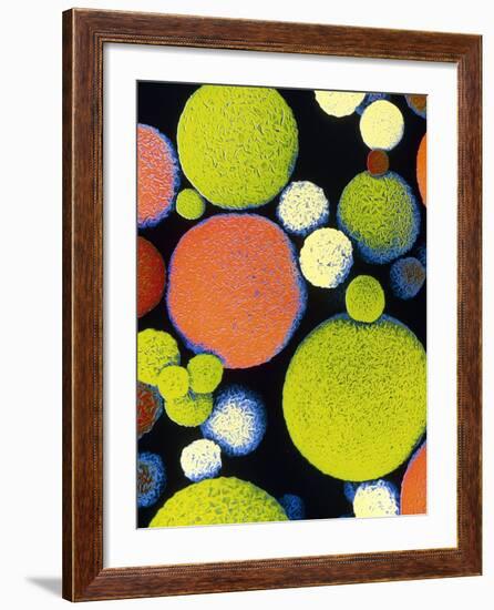 False Colour SEM of Sephadex Beads.-Dr. Jeremy Burgess-Framed Photographic Print