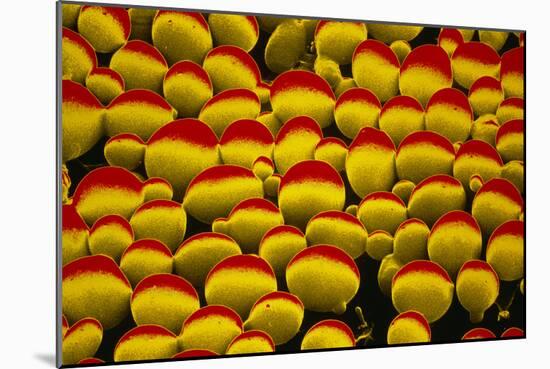 False-colour SEM of Yeast Cells-Dr. Jeremy Burgess-Mounted Photographic Print