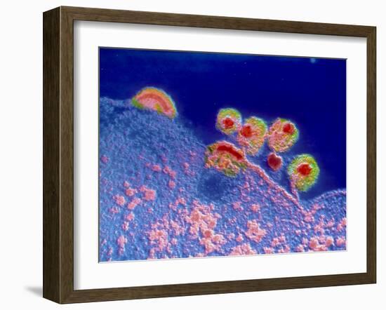 False Colour TEM of AIDS Virus-null-Framed Photographic Print