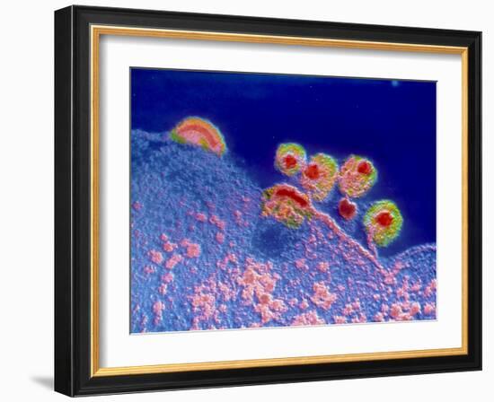 False Colour TEM of AIDS Virus-null-Framed Photographic Print