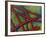 False-colour TEM of Collagen Fibrils-null-Framed Photographic Print