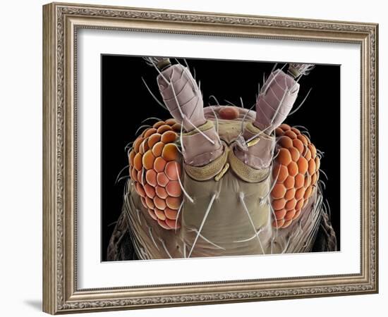 False-coloured scanning electron micrograph of a Thrip's head-Alex Hyde-Framed Photographic Print