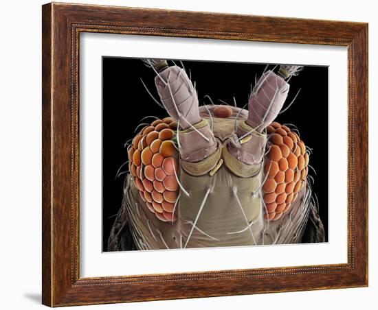 False-coloured scanning electron micrograph of a Thrip's head-Alex Hyde-Framed Photographic Print