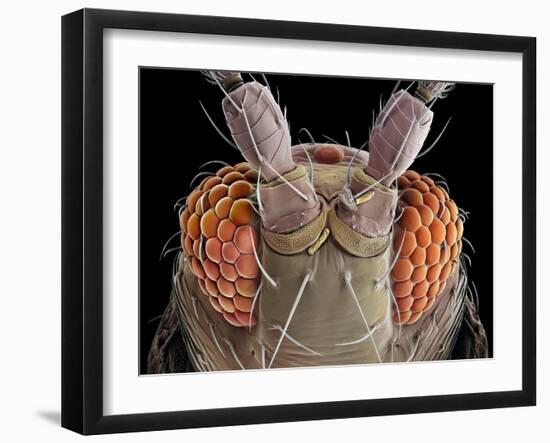 False-coloured scanning electron micrograph of a Thrip's head-Alex Hyde-Framed Photographic Print