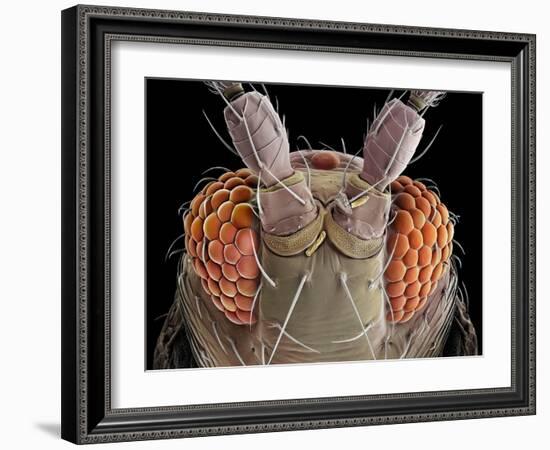 False-coloured scanning electron micrograph of a Thrip's head-Alex Hyde-Framed Photographic Print