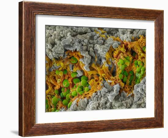 False-coloured SEM of a cleaved sample of crustose lichen-Alex Hyde-Framed Photographic Print