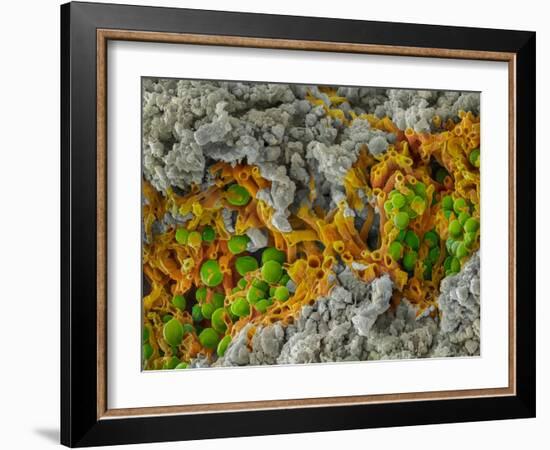 False-coloured SEM of a cleaved sample of crustose lichen-Alex Hyde-Framed Photographic Print