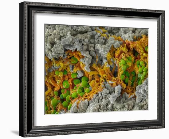 False-coloured SEM of a cleaved sample of crustose lichen-Alex Hyde-Framed Photographic Print