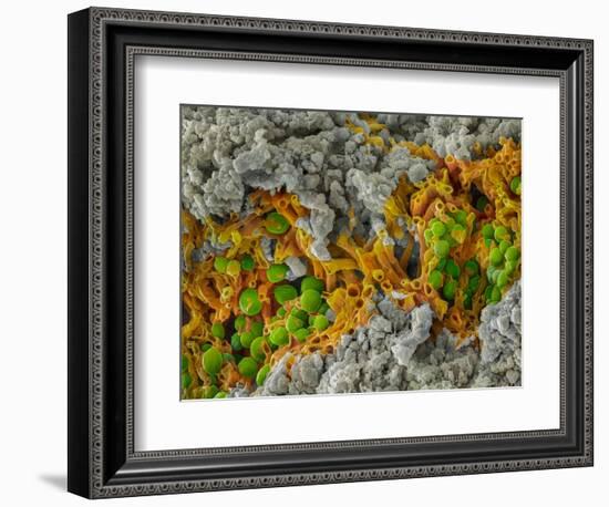 False-coloured SEM of a cleaved sample of crustose lichen-Alex Hyde-Framed Photographic Print
