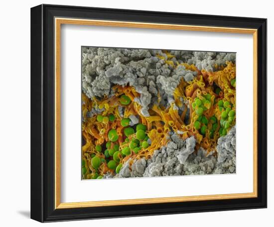 False-coloured SEM of a cleaved sample of crustose lichen-Alex Hyde-Framed Photographic Print