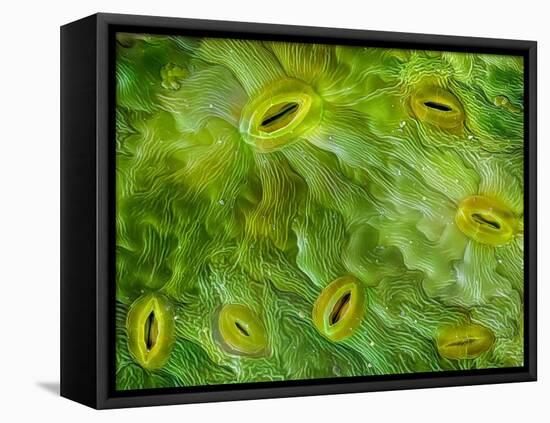 False-coloured SEM of stomata on the underside of an Ash leaf-Alex Hyde-Framed Premier Image Canvas