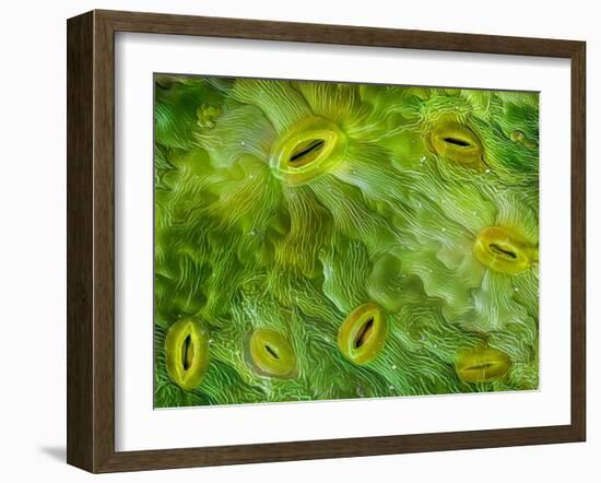 False-coloured SEM of stomata on the underside of an Ash leaf-Alex Hyde-Framed Photographic Print